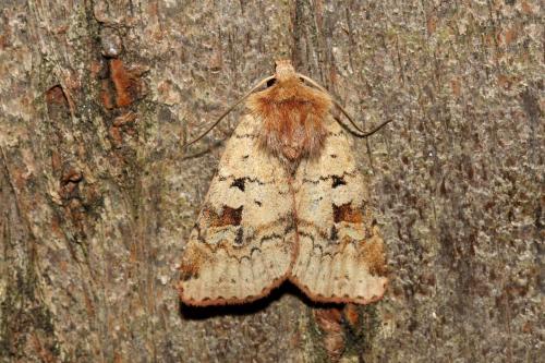 Diarsia mendica